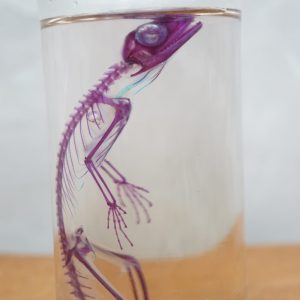 diaphonized bearded dragon