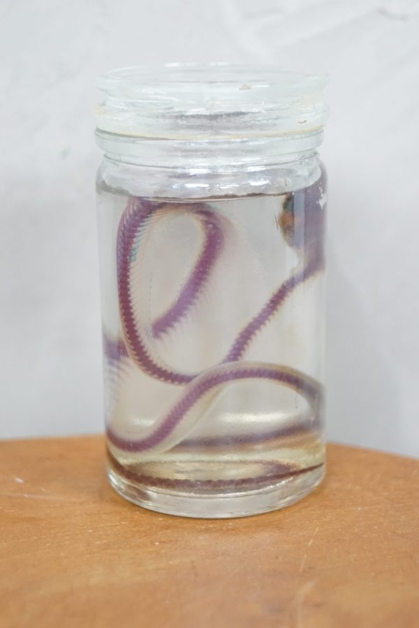 diaphonized snake in glass jar