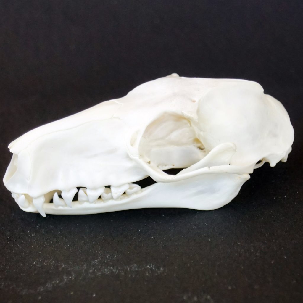 Hypsignathus monstrosus bat skull