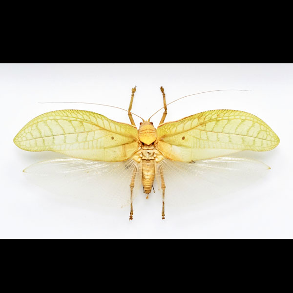 Pseudophyllus Hercules Grasshopper