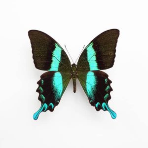 black and blue papilio blumei butterfly