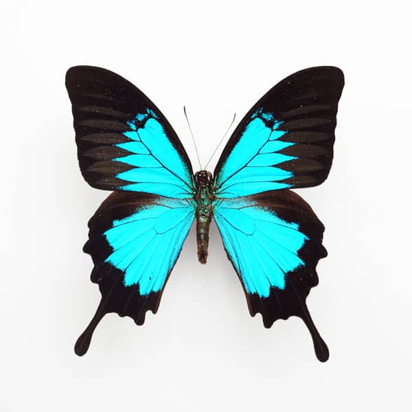 Black and blue papilio ulysses butterfly