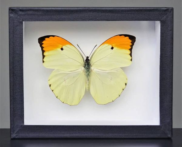 Anteos menippe yellow and orange butterfly in display frame