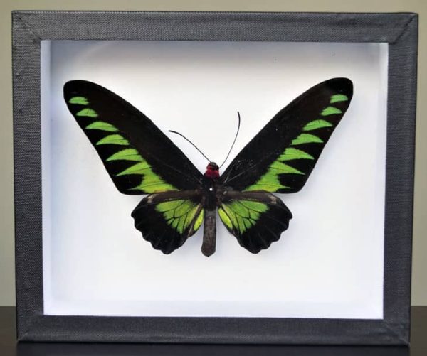Black and green Brooke's Birdwing in display frame
