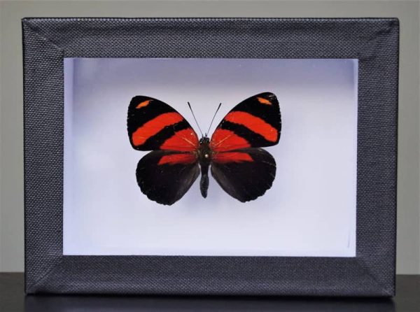 Callicore Cynosura butterfly in frame