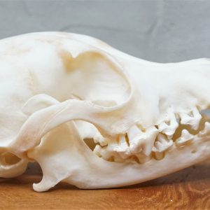 dachshund skull