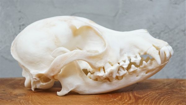 dachshund skull