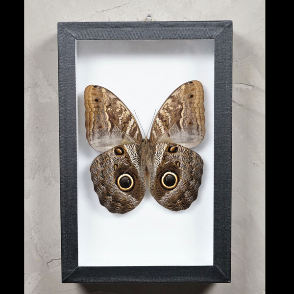 giant owl butterfly in frame