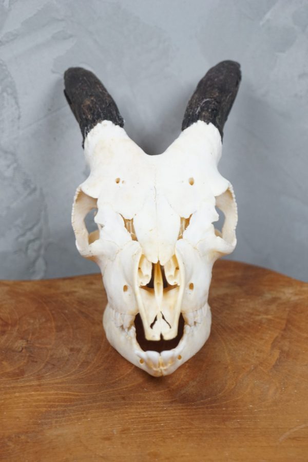 goat skull black horns