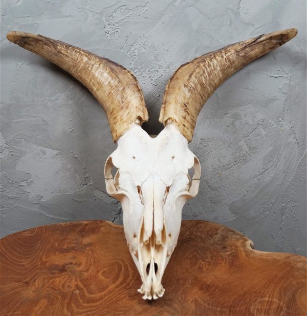 goat skull with mandible