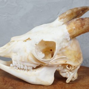 goat skull beige horns