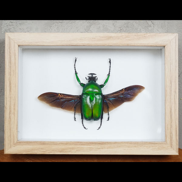 green scarab beetle