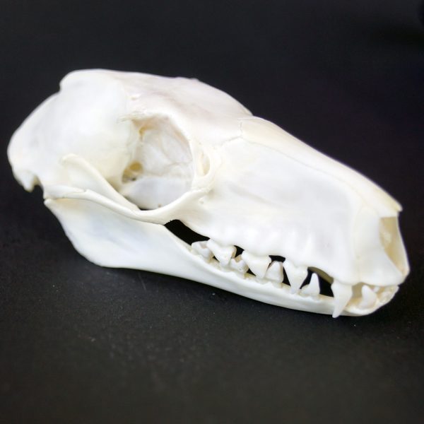hammer-headed bat skull
