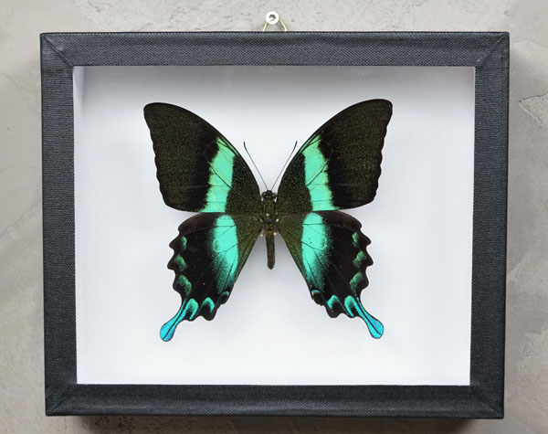 black and green papilio blumei butterfly in frame