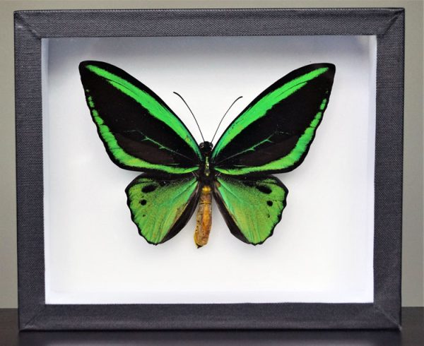 Black and green Priam's Birdwing butterfly in display frame