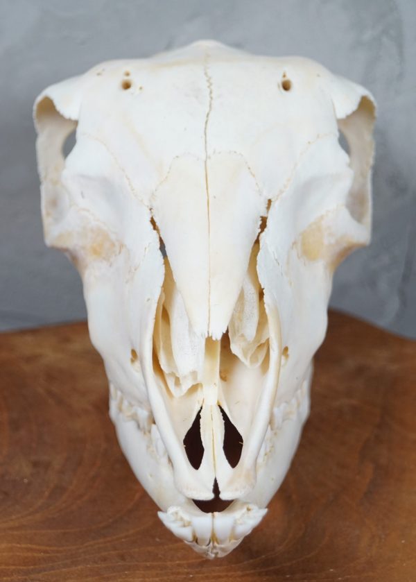 female sheep skull