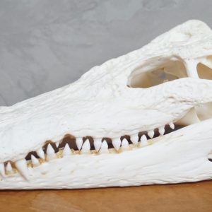 siamese crocodile skull