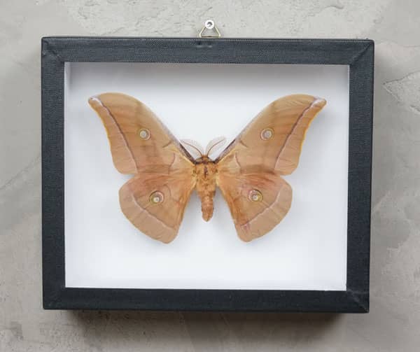 framed silk moth copaca species