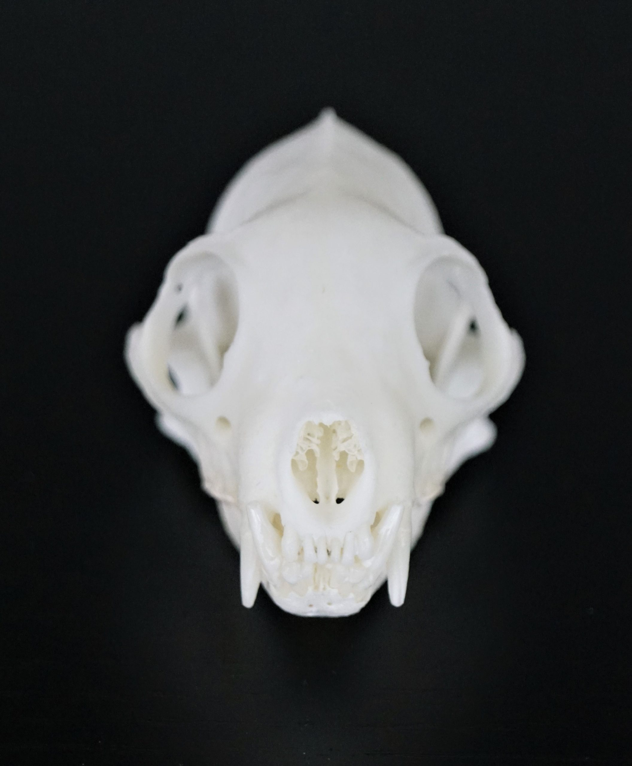 yellow mongoose skull