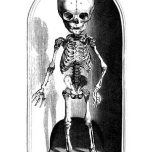 Vintage Fetal Skeleton Art Print