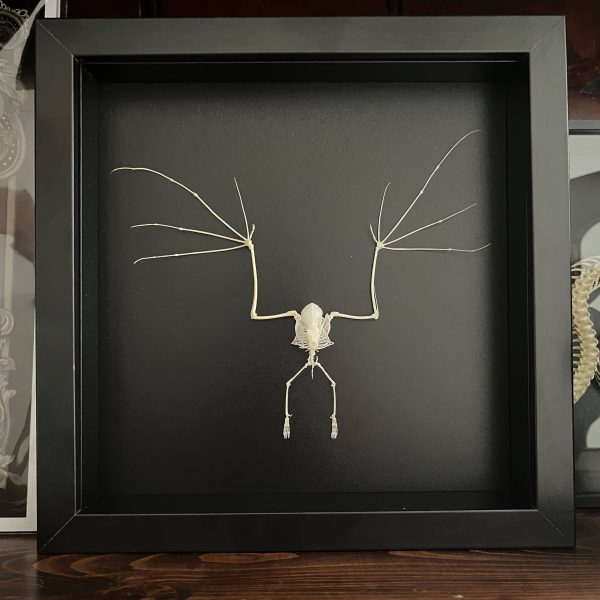 bat skeleton in frame