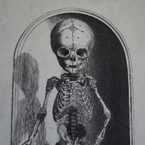 close up vintage fetal skeleton art print