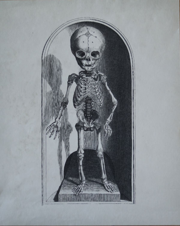 vintage print of fetus skeleton