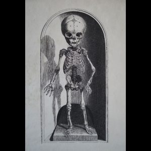 vintage fetal skeleton art print