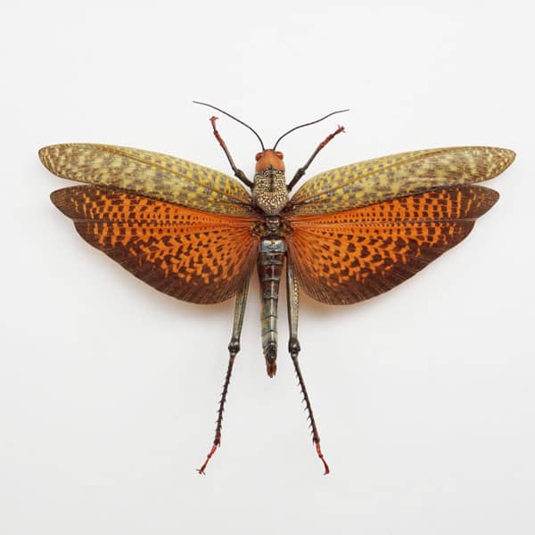 Tropidacrix dux grasshopper