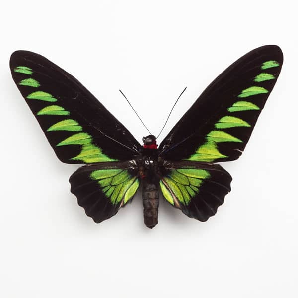black and green Brooke's birdwing butterfly