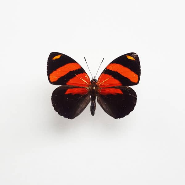 Black and red callicore cynosura butterfly