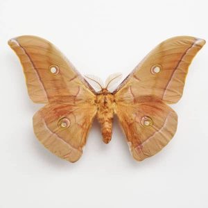 Silk Moth