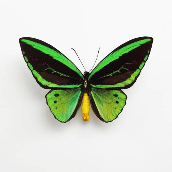 Green and black Priam's birdwing butterfly