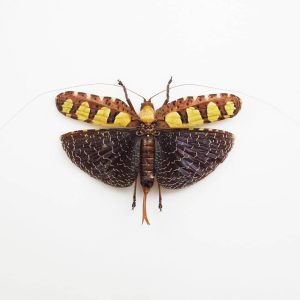 Sanaea Regalis grasshopper